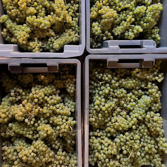 Unser täglich Brot - Riesling